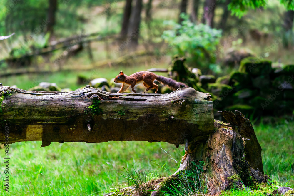 Obraz premium Red Squirrel (Sciurus vulgaris)