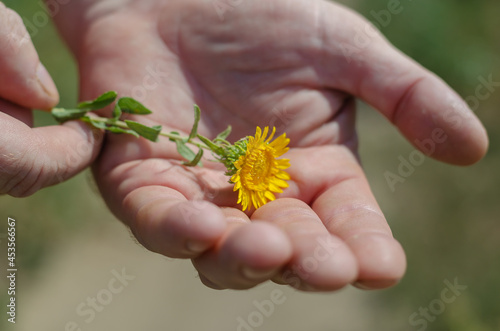 An adult male is holding a small yellow flower. Hands and a wild