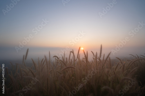 Close-up of beautiful long golden grass flowers field along the rural hills with blurred distant mountain scenery and a soft dull blue and golden sky in the background on a quiet sunset or sunrise.