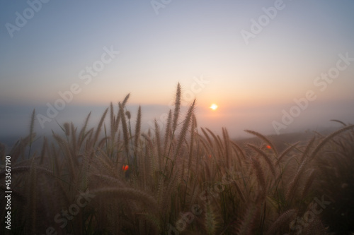 Selective focus of beautiful long golden grass flowers field along the rural hills with blurred distant scenery and a soft dull blue and golden sky in the background on a quiet sunset or sunrise.