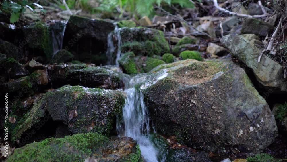 Small stream cascade in the forest with ferns and beech trees. Small stream cascade in the forest with ferns and beech trees.
