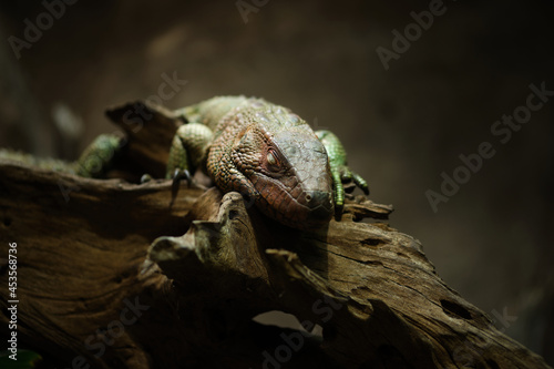 Close-up of Dracaena aka Northern Caiman Lizard or water tegus sleeping with eyes closed.