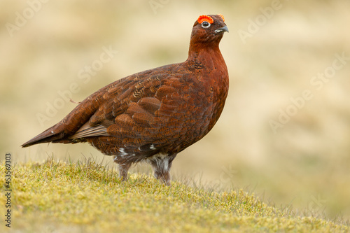 Wallpaper Mural Red Grouse male in Springtime with flared red eyebrows.  Facing right in natural moorland habitat.  Close up.  Scientific name: Lagopus Lagopus.  Horizontal.  Space for copy.  Clean background. Torontodigital.ca