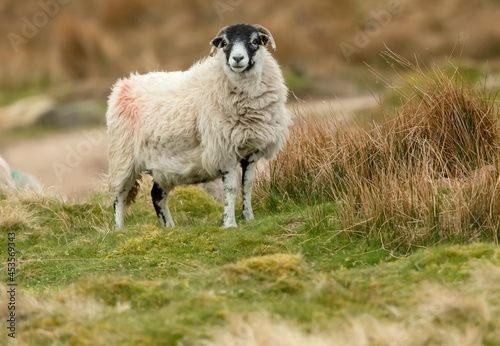 Swaledale sheep, a breed native to North Yorkshire, facing forward in natural rough, grouse moor grazing land in early Spring. Blurred background. Horizontal. Space for copy.