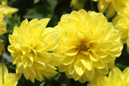 closeup of beautiful yellow dahlia