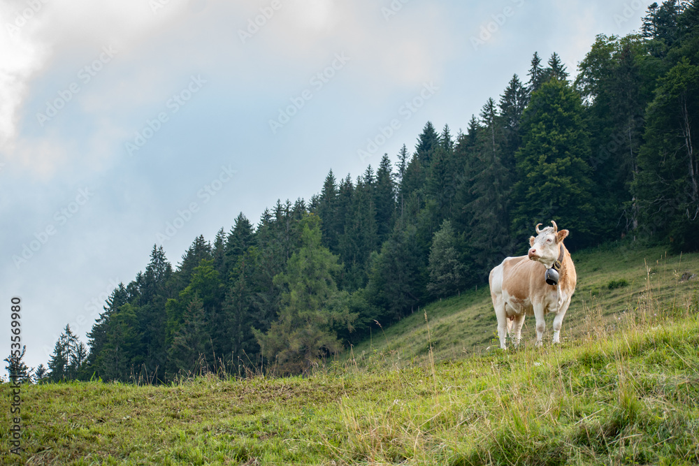 Beautiful swiss cows. Alpine meadows. Mountains. Beautiful swiss cows. Alpine meadows. Mountains.