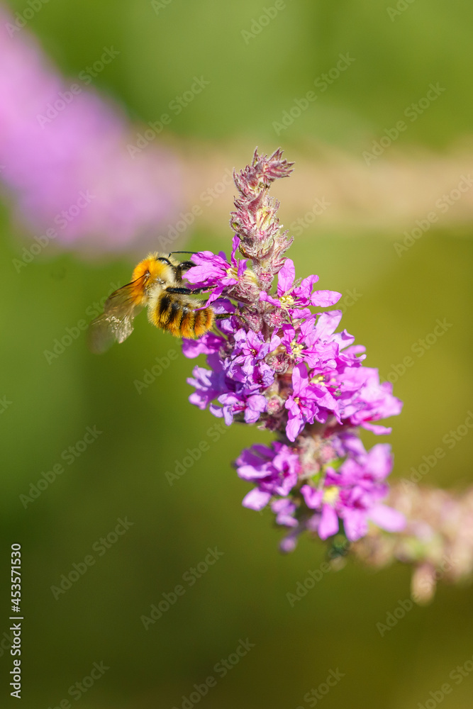 Abeille domestique butine en macro Abeille domestique butine en macro