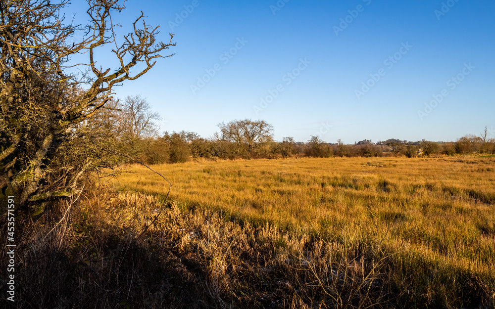 Winter sun shining on a tree lined marshland on Threave Estate in Scotland