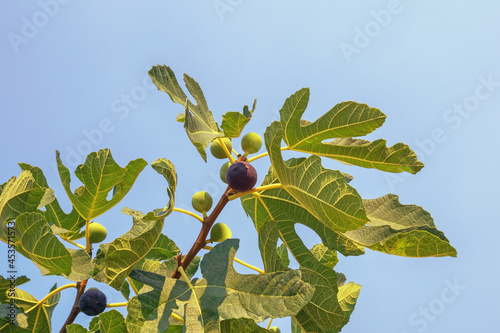 Foto Autumn. Branch of  fig tree with leaves and fruits against sky