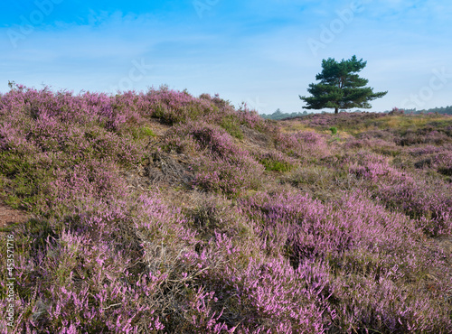 colorful purple heather  and pine tree on heath near zeist in the netherlands
