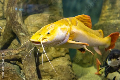 Fotografija Large yellow fish in the Kazan Aquarium