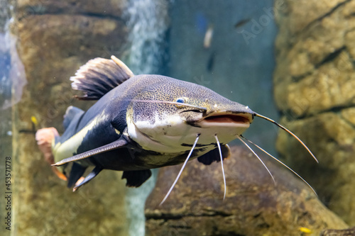 Fotografie Sad multicolored fish in the aquarium
