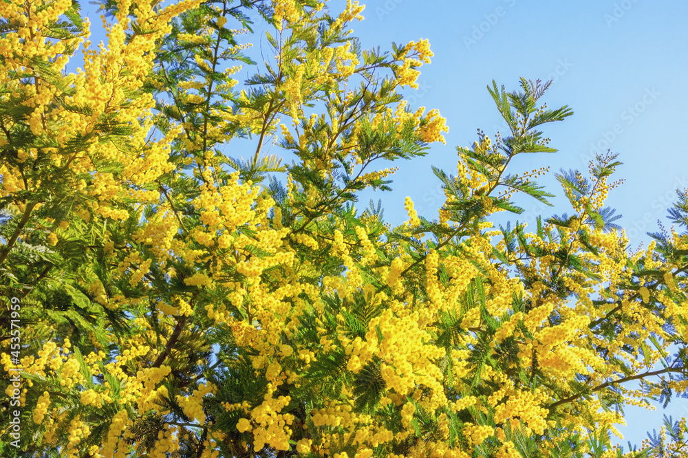 Spring flowers. Branches of Acacia dealbata tree with bright yellow flowers against blue sky on sunny day