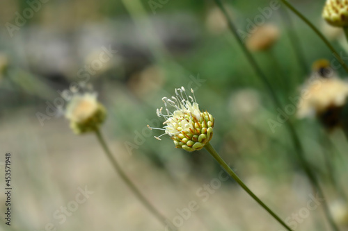 Bristly Yellow Cephalaria © nahhan