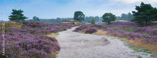 colorful purple heather and pine tree on heath near zeist in the netherlands