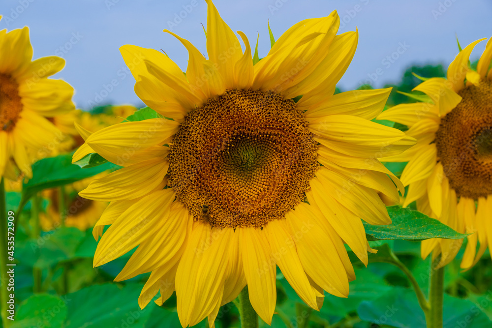 Fototapeta premium sunflower on blue sky background