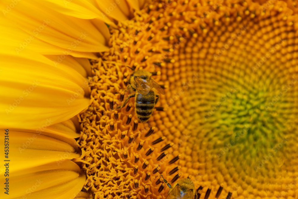 close up of a sunflower with a bee close up of a sunflower with a bee