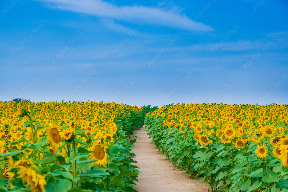 path in the field of sunflowers