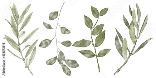 Autumn collection green eucalyptus leaves