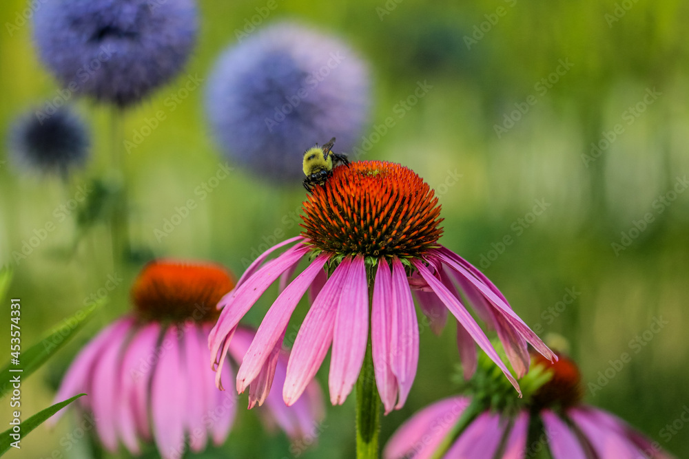 Bee on a Flower Bee on a Flower