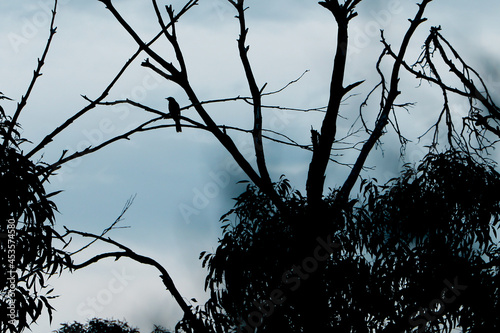 Silhouette of bird on a branch against a moody stormy blue sky. No people. 