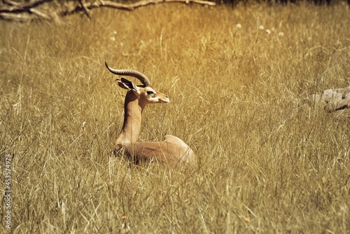 Gerenuk in Grass