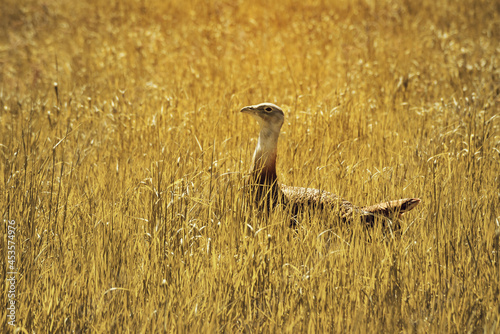 Bustard in Grass