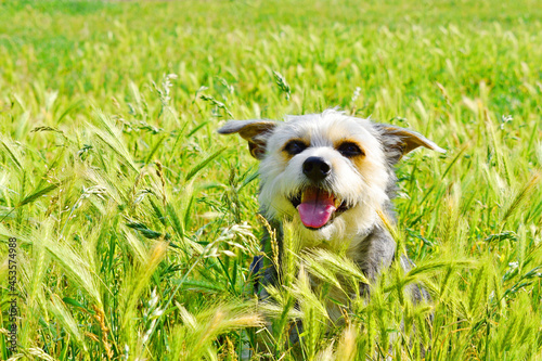 Happy dog in the long grass