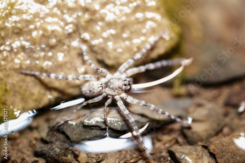 Araña acuática cazando por la noche en el pantano, depredador implacable.  Fotografía macro de proximidad
