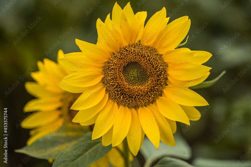 Fototapeta premium Natural sunflower growing in field background