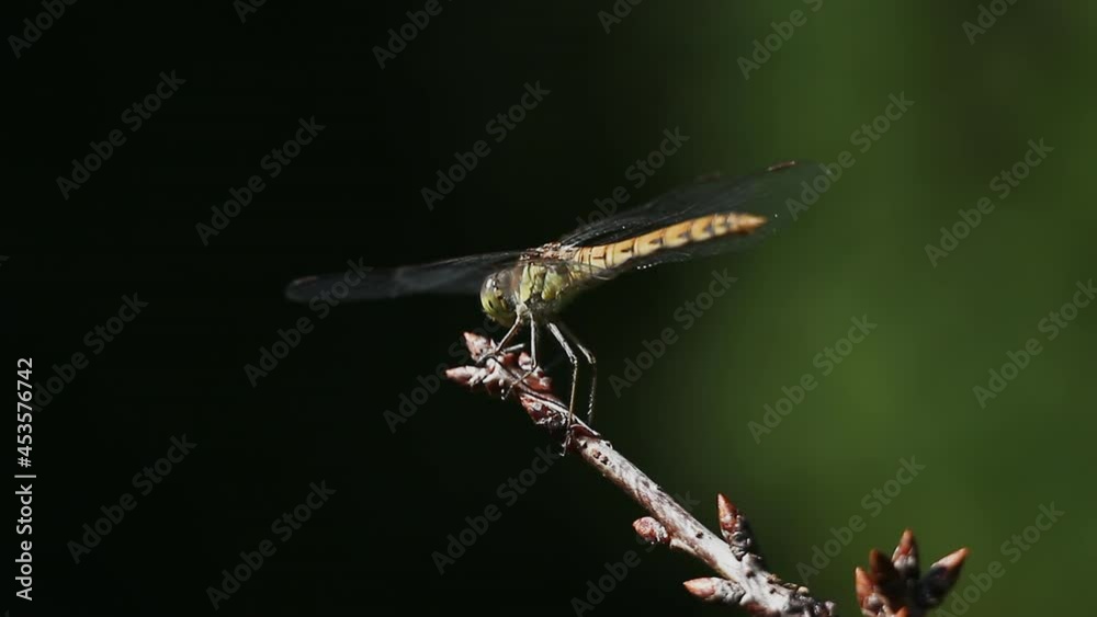 The dragonfly hunts sitting on a twig, waits and takes off sharply, then returns back. Macro video shooting of the yellow dragonfly Sympetrum flaveolum. The dragonfly hunts sitting on a twig, waits and takes off sharply, then returns back. Macro video shooting of the yellow dragonfly Sympetrum flaveolum.