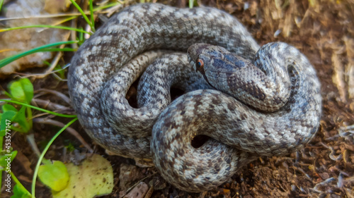 Coronella Girondica is a species of harmless snake in the family Colubridae, The species is endemic to southen Europe and northen africa.