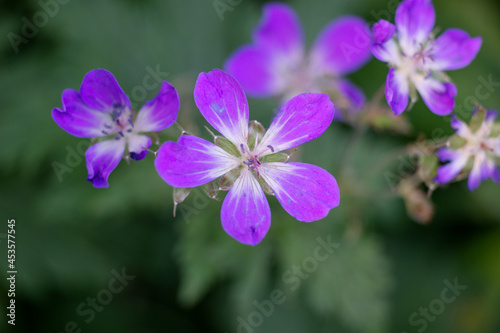 Geraniums flowers on a dark background. Lilac Geranium sylvaticum flowers