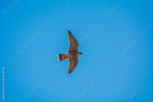 The peregrine Falco, alsoknow as the peregrine, and historically as the duck hawk in North America is a cosmopolitan bird of pey in the family Falconidae. The peregrine is renowned for its speed.