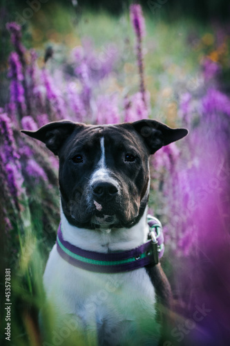 American staffordshire terrier dog posing outside.	
