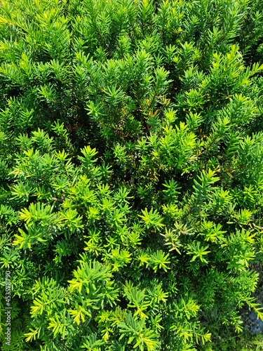 Taxus baccata close up. Green branches of yew tree(Taxus baccata, English yew, European yew).