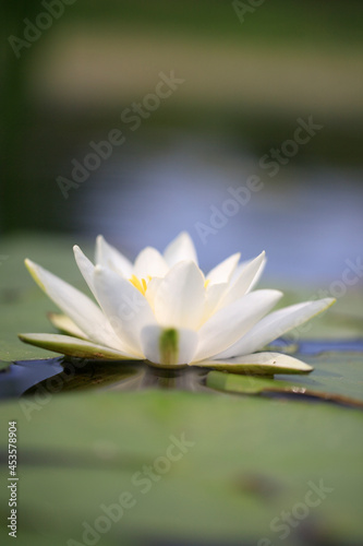 Nymphaea or water lilies