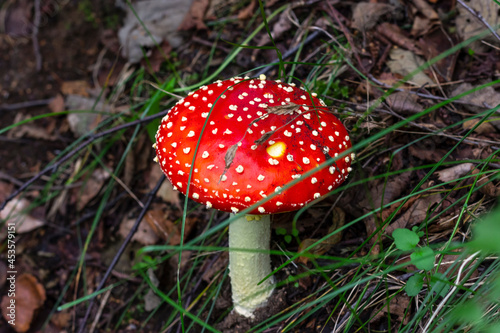 Red fly agaric (Amanita muscaria) in the grass in the autumn forest. A poisonous mushroom growing in the forest.