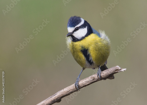 African Blue tit.