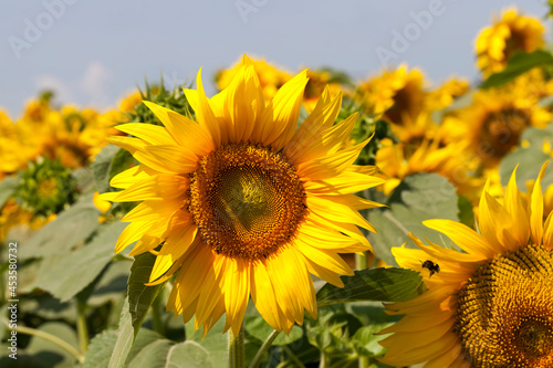 blooming sunflowers in the summer