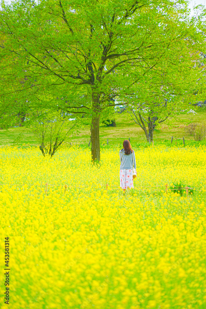 春の菜の花畑のイメージ