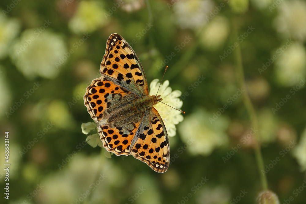 Perlmuttfalter Kaisermantel - Schmetterling des Jahres 2022 Perlmuttfalter Kaisermantel - Schmetterling des Jahres 2022