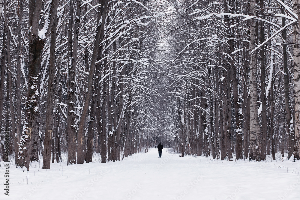 Naklejka premium Winter forest. Landscape of the park in winter. Snow-covered trees at the edge.