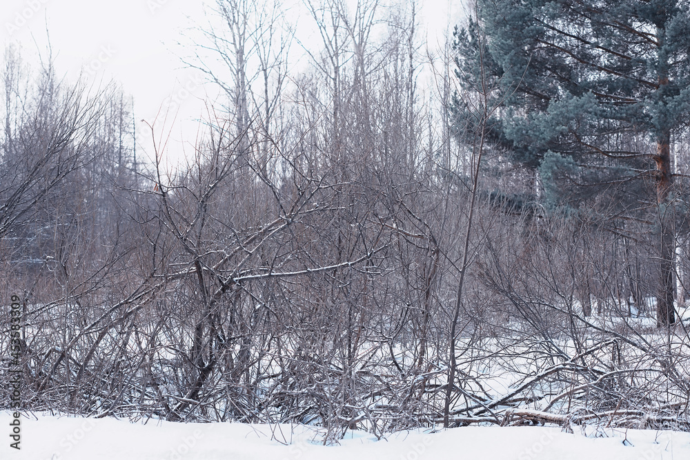 Fototapeta premium Winter forest. Landscape of the park in winter. Snow-covered trees at the edge.