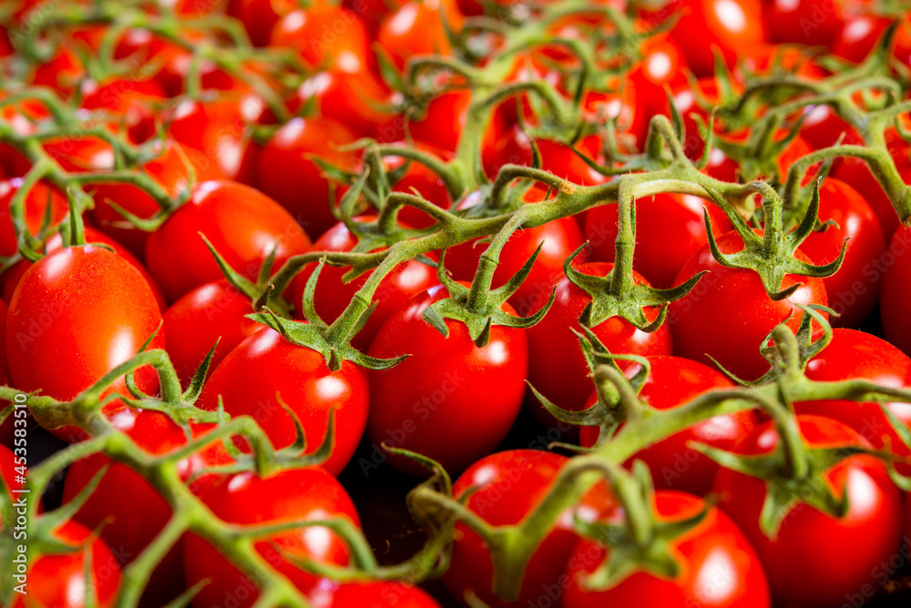 Close-up shot of fresh bio tomatoes. BIO vegetables from vilage garden.