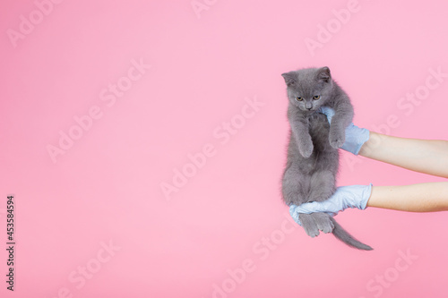 A grey British small kitten in a veterinary clinic and hands in blue gloves . Kat looks at the camera. Text space-medicine, pet, animals, vaccination and Allergy