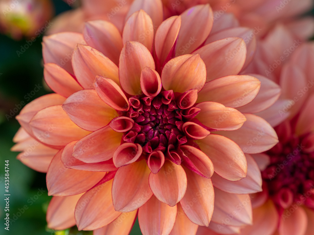 Dahlien im Garten Dahlien im Garten
