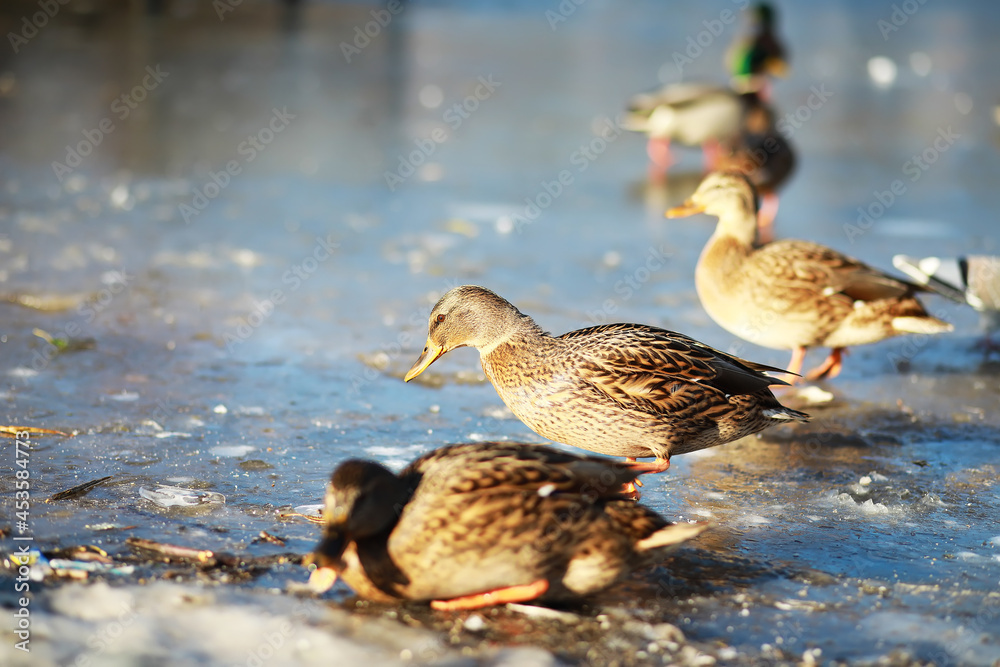 Obraz premium Ducks on the lake in winter, a flock of ducks is preparing to fly to warm countries, wild ducks winter on a warm pond, many birds on the pond