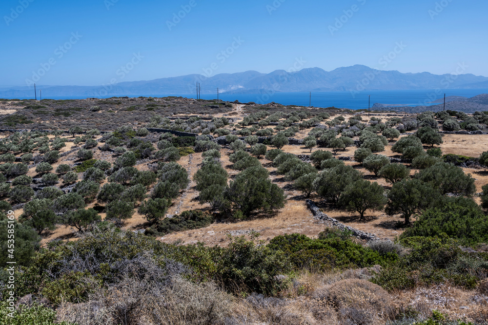 ypical rural landscape with olive trees and mountains of Crete 