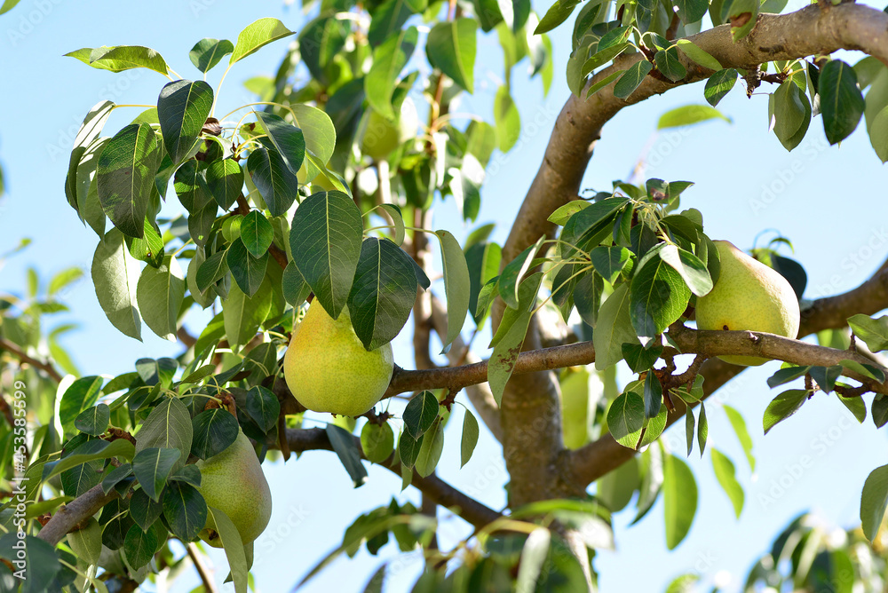 Delicious juicy pears on the pear tree